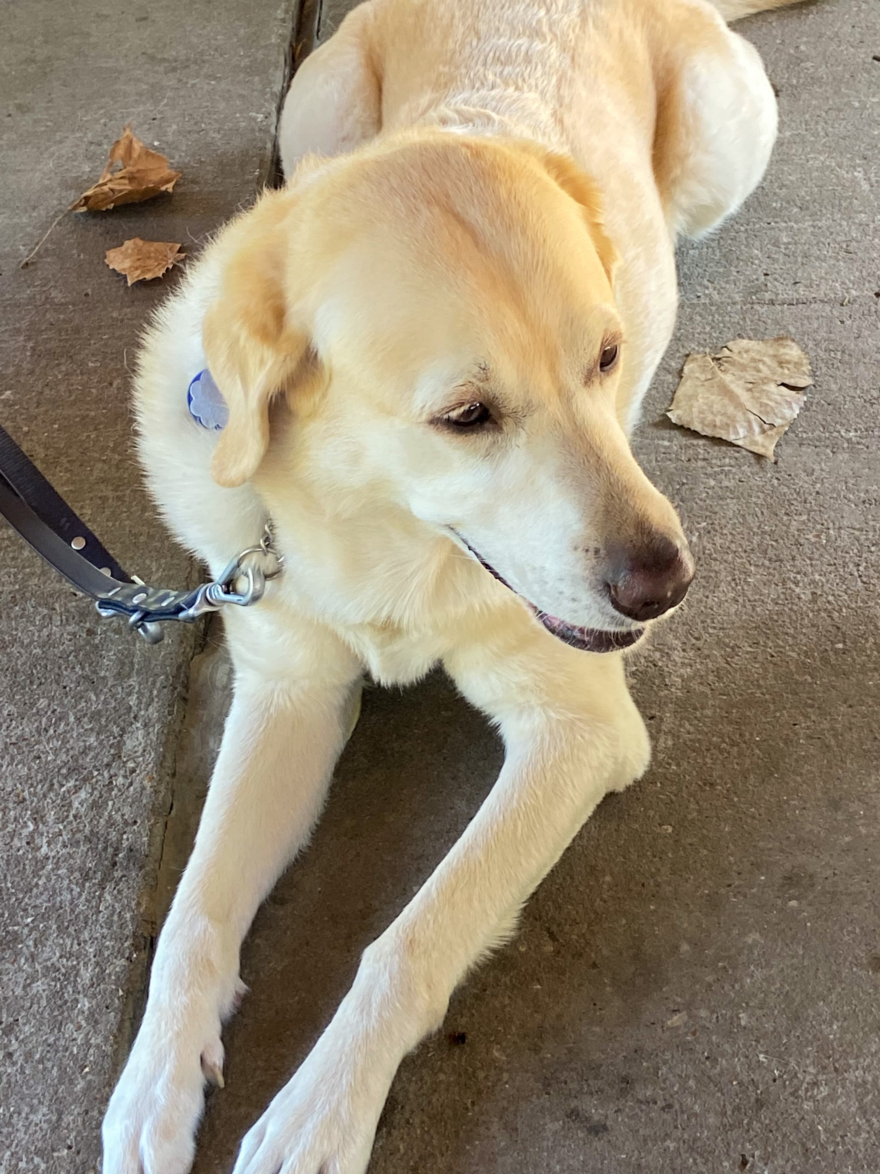 Photo of a Golden Retriever dog lying down and looking to the left.